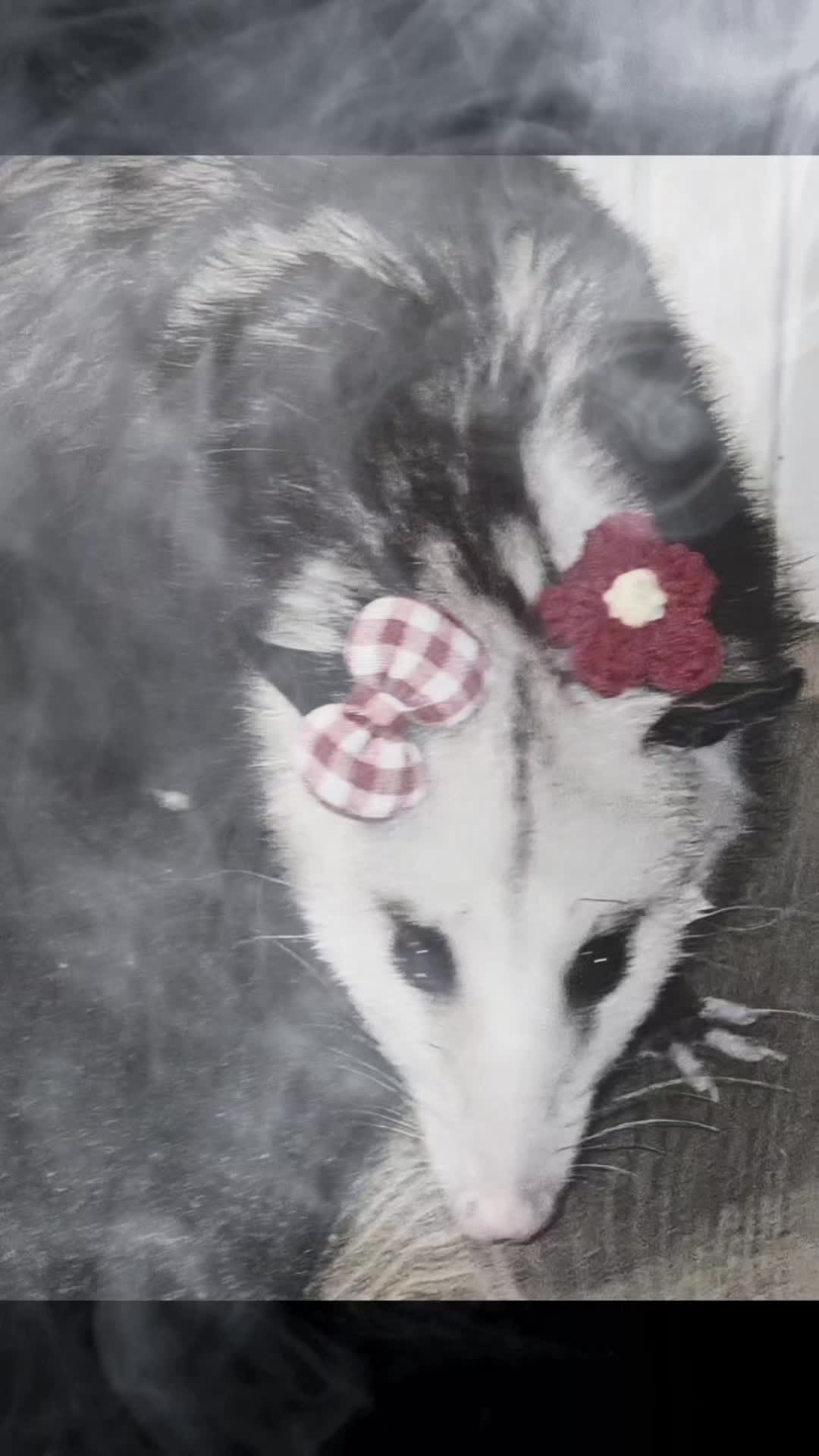 @OPOSSUM/DOG MOMMA Dea