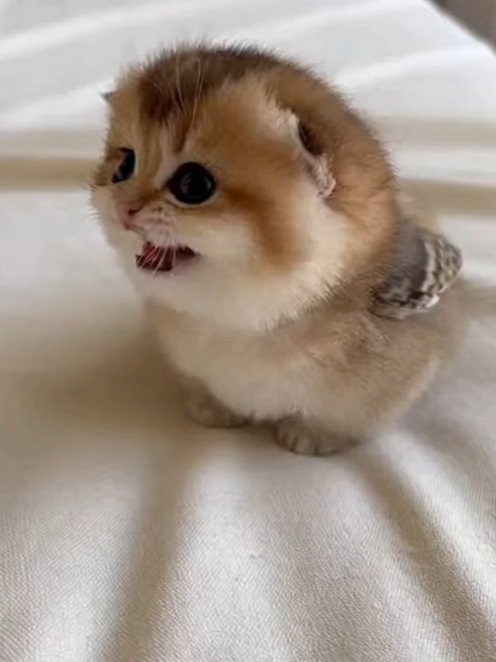@meowlove
