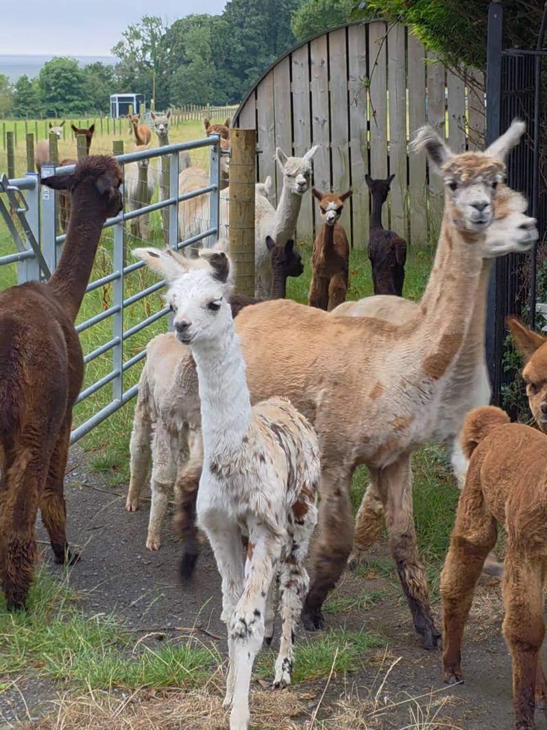 @Bardsea Alpacas and Llamas