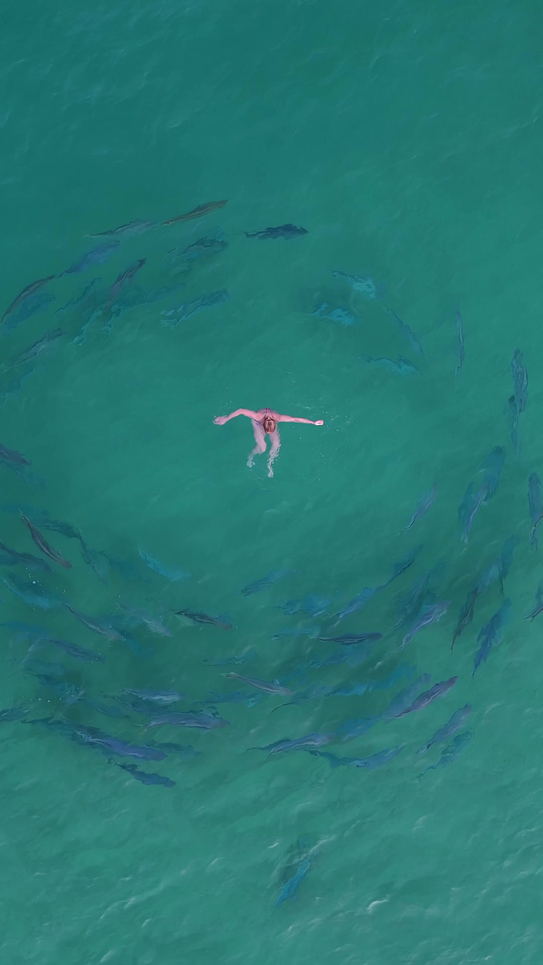 @Dronesharkapp