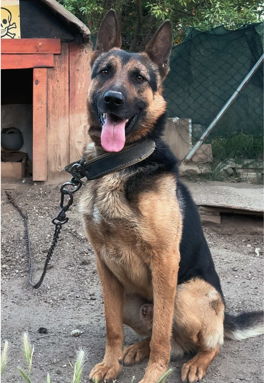 @💥K&ouml;rpe Kennels💥