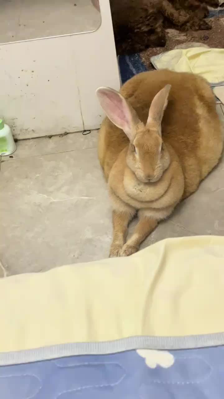 @RabbitNow19