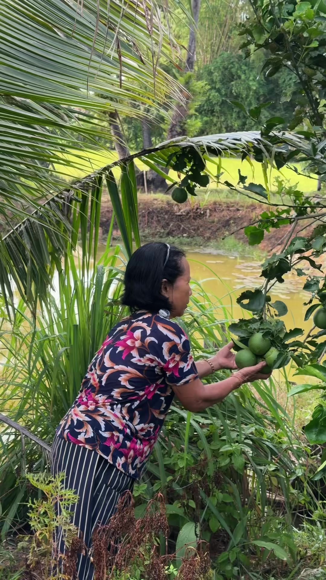@កូនចាបមាស