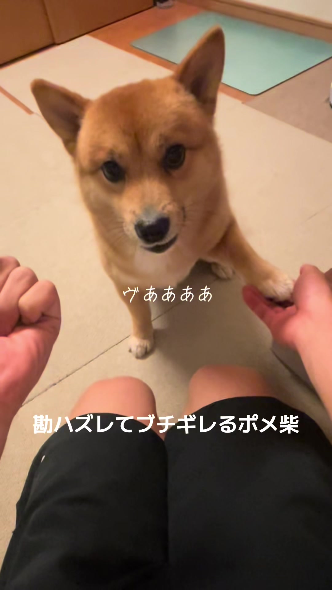 @ポメ柴もなか(もちゃ)୭