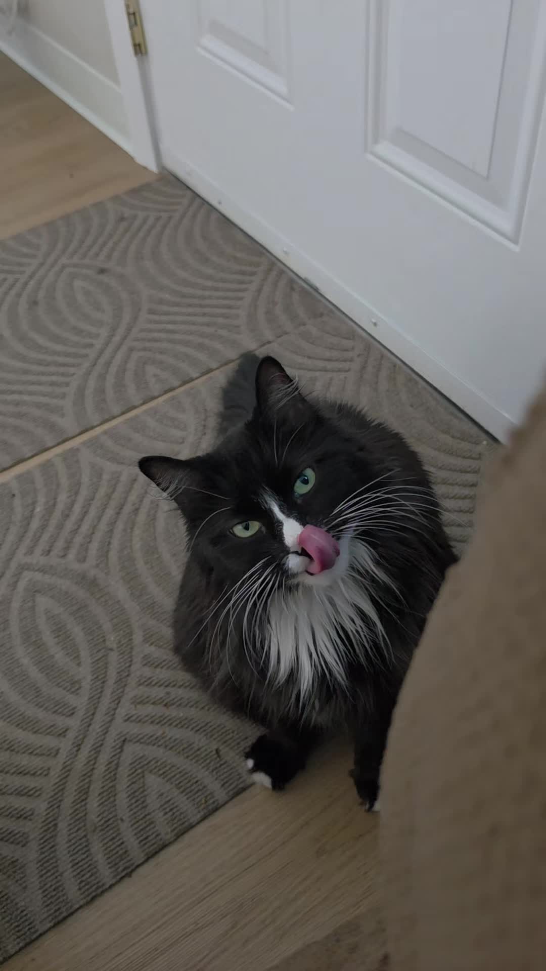 @AtticaTheTuxedoCat