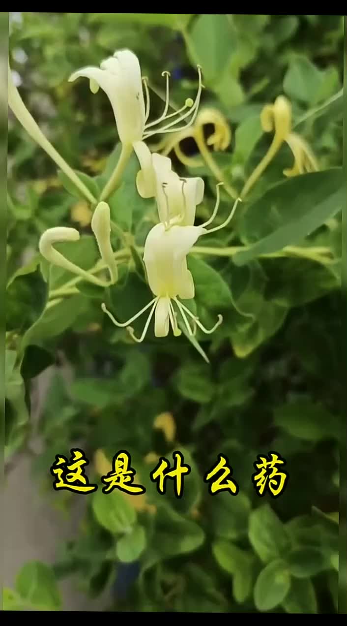 @gaib0009