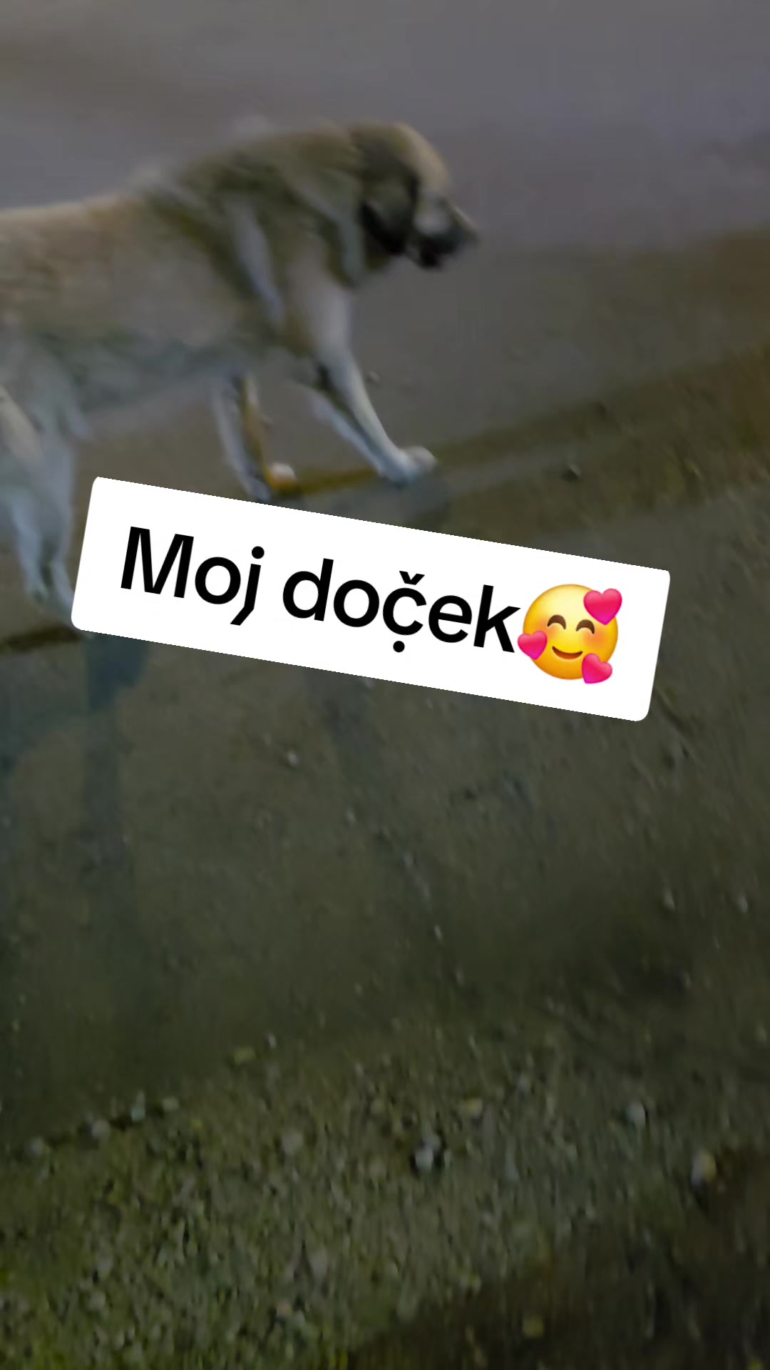@Thedoogfather
