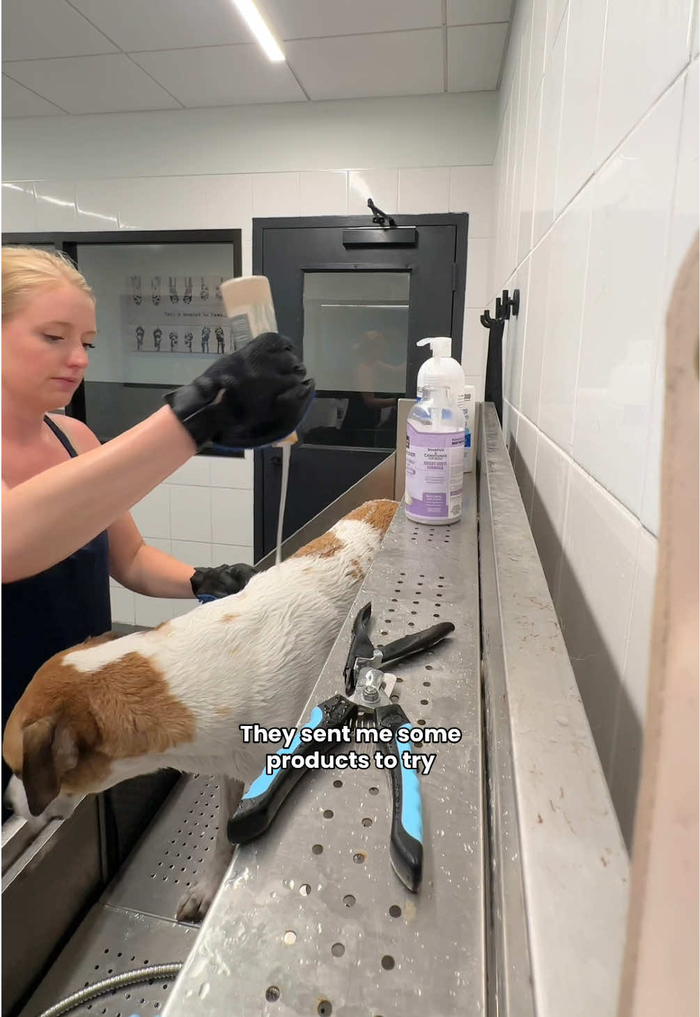 @Taylor + 4 dogs ๐ฉ๐ผ๐ถ๐ถ๐ถ๐ถ