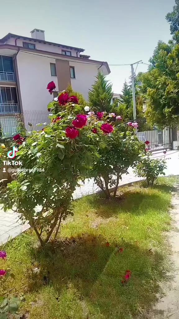 @g&uuml;llcehree❤️❤️