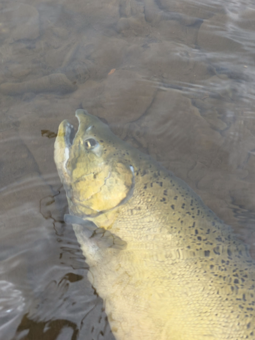 @the360angler