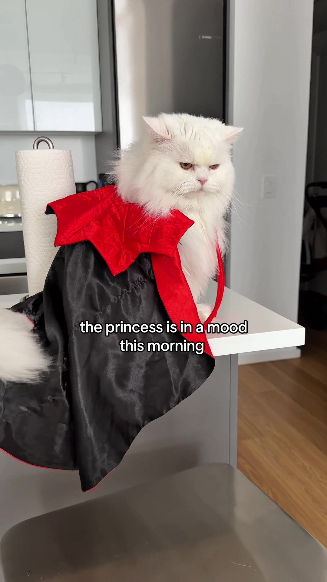 @Cleo the City Kitty