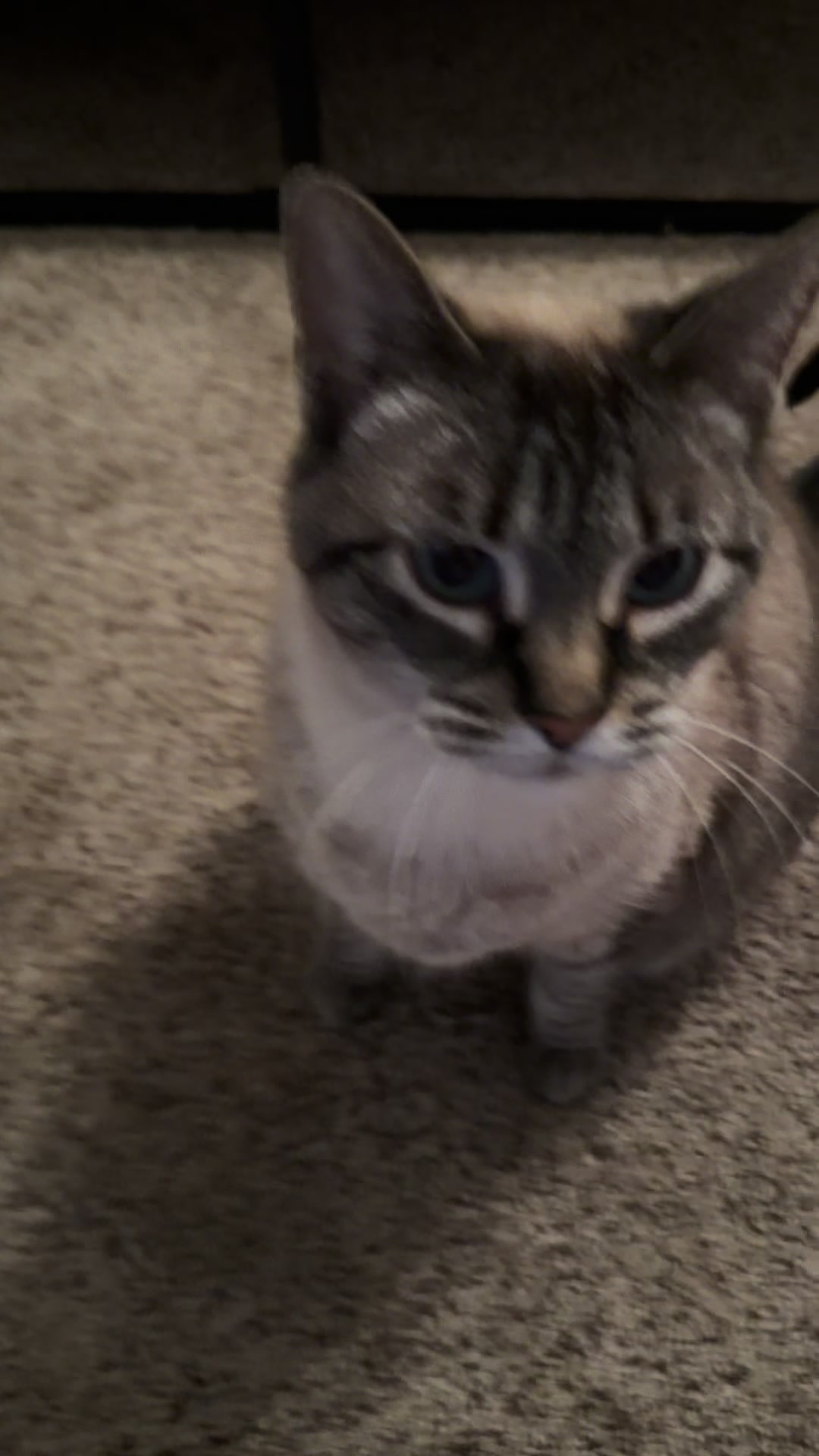 @PepperTheCat