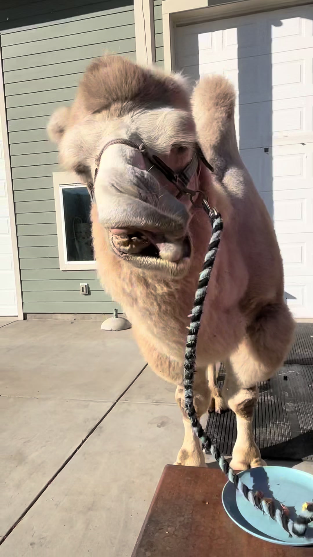 @MayhemTheCamel