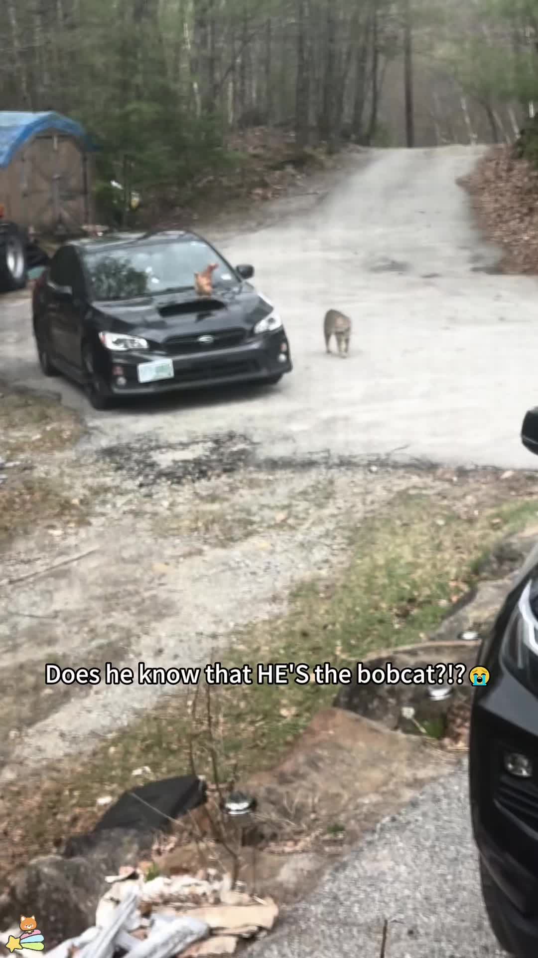 @SneakyFails