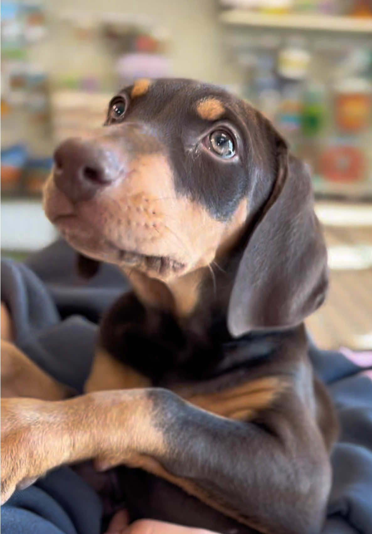 @Petland Iowa City