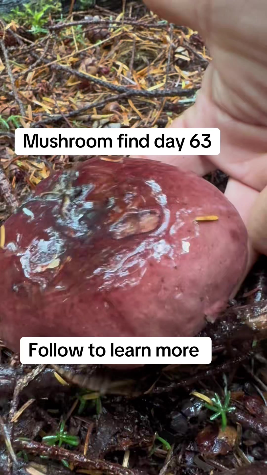 @Fungusamungus