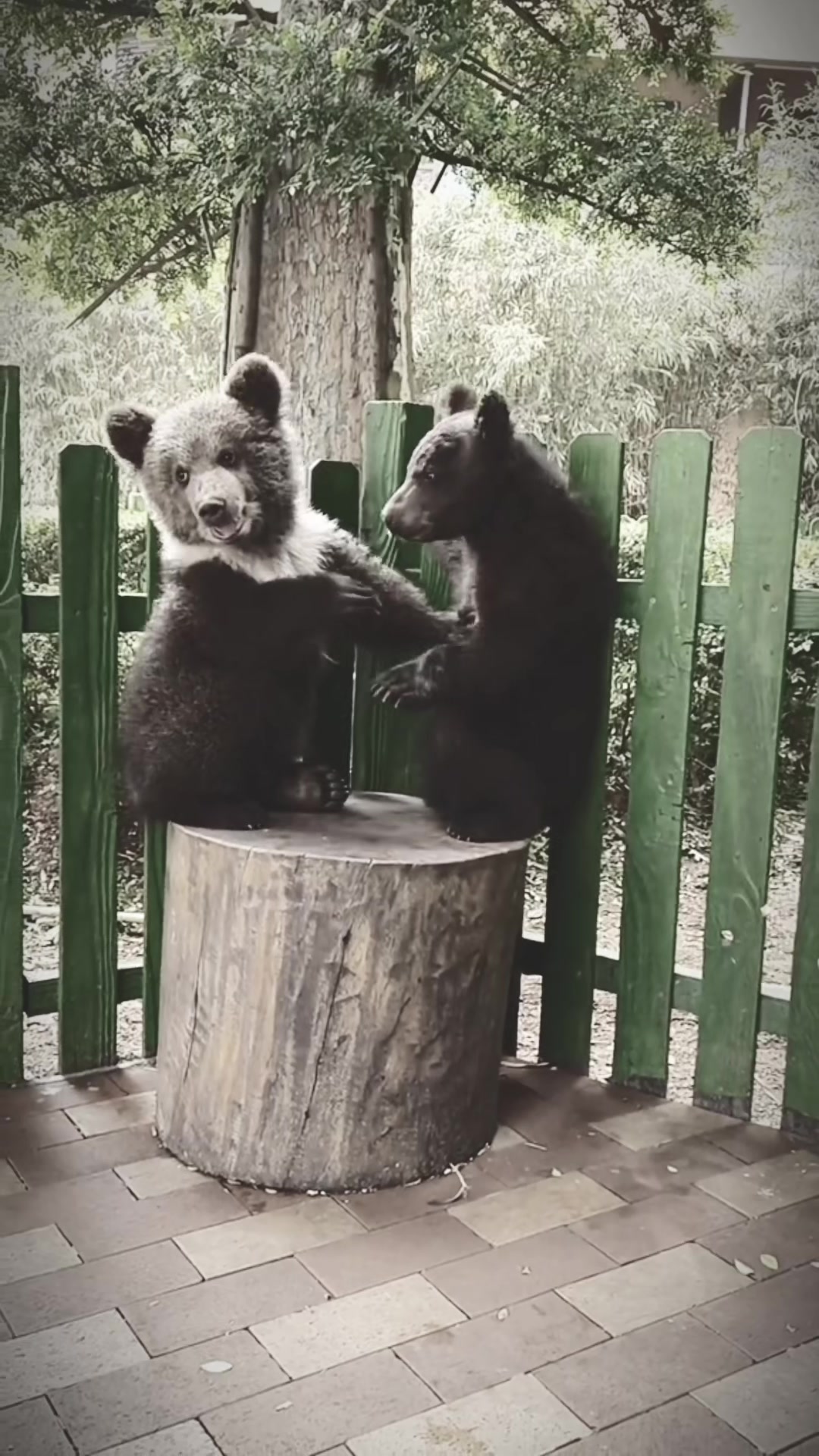 @auraful_animals