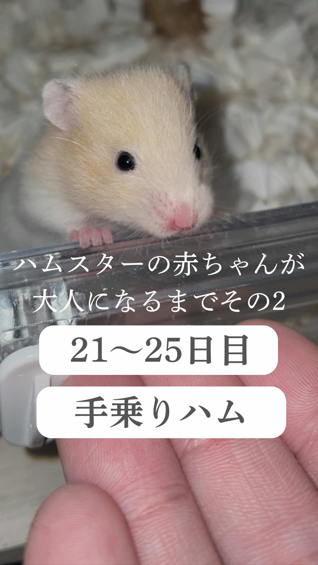 @はむはむパーク