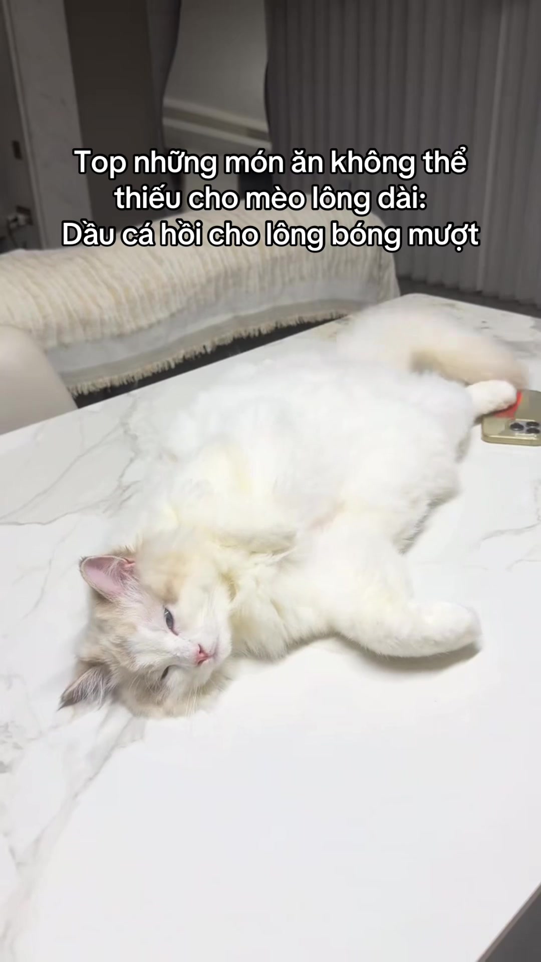 @Skibidi Cat