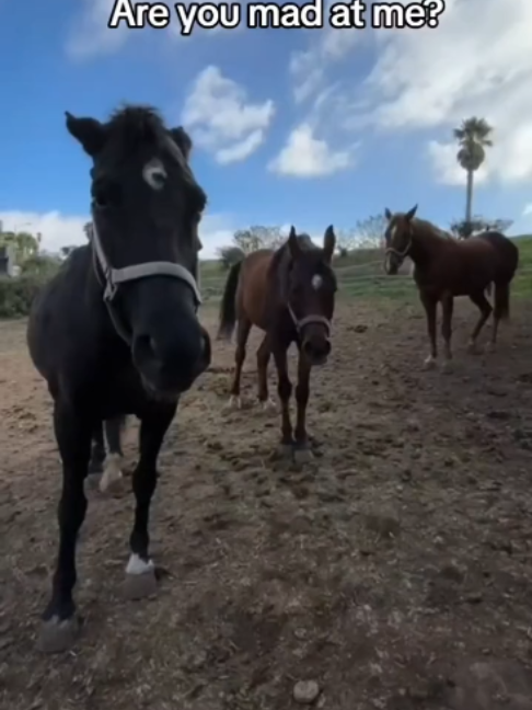 @Horses TikTok