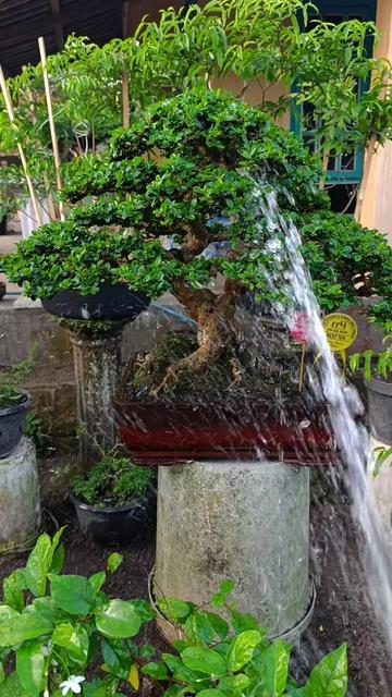 @Yanubonsai