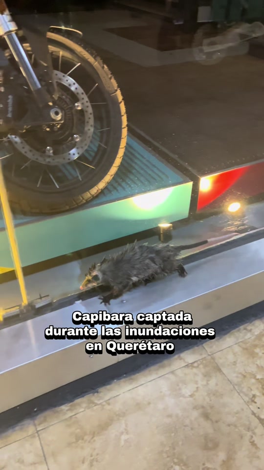 @Alan Vázquez