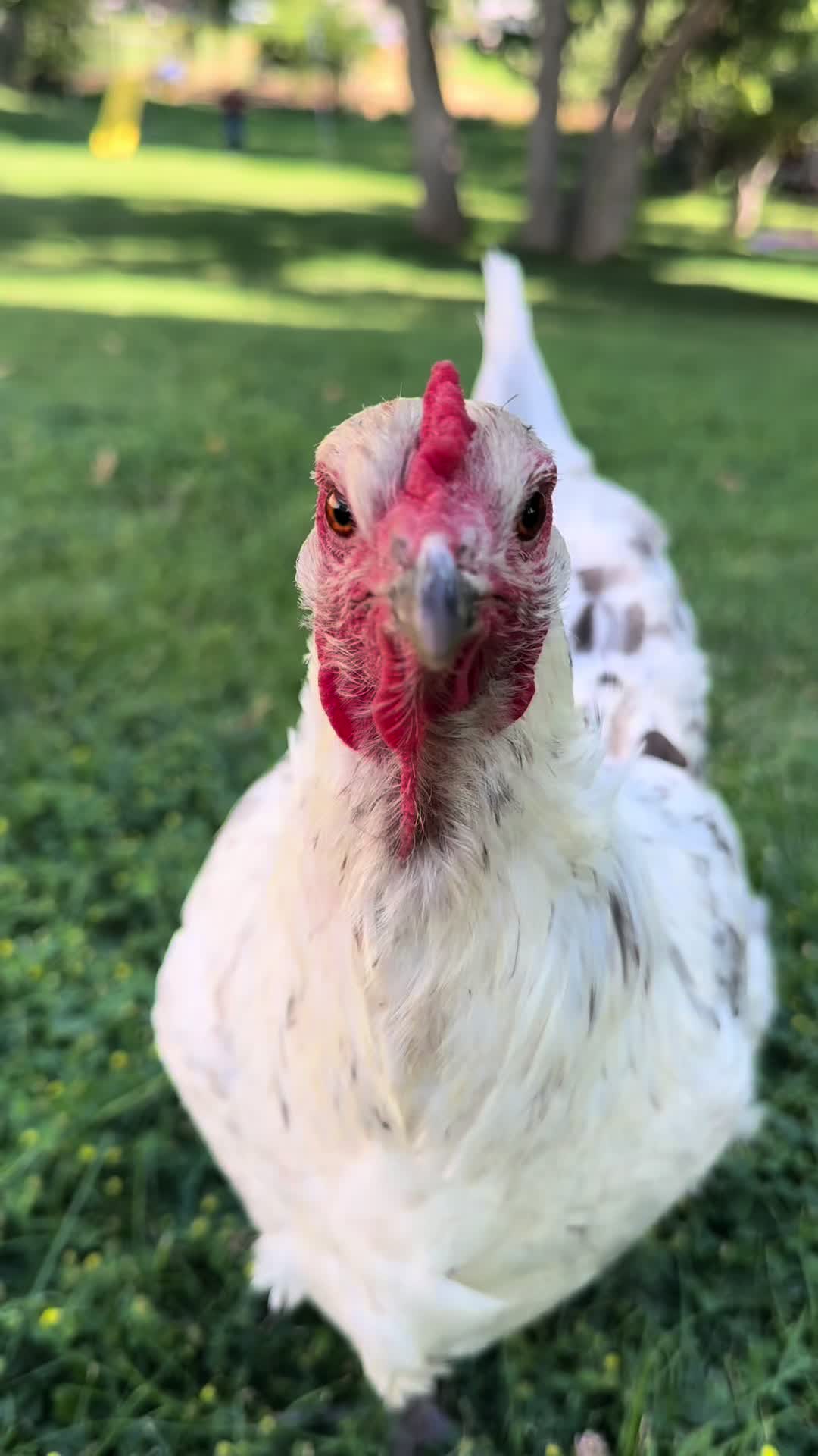 @HenStagram 📸🐔