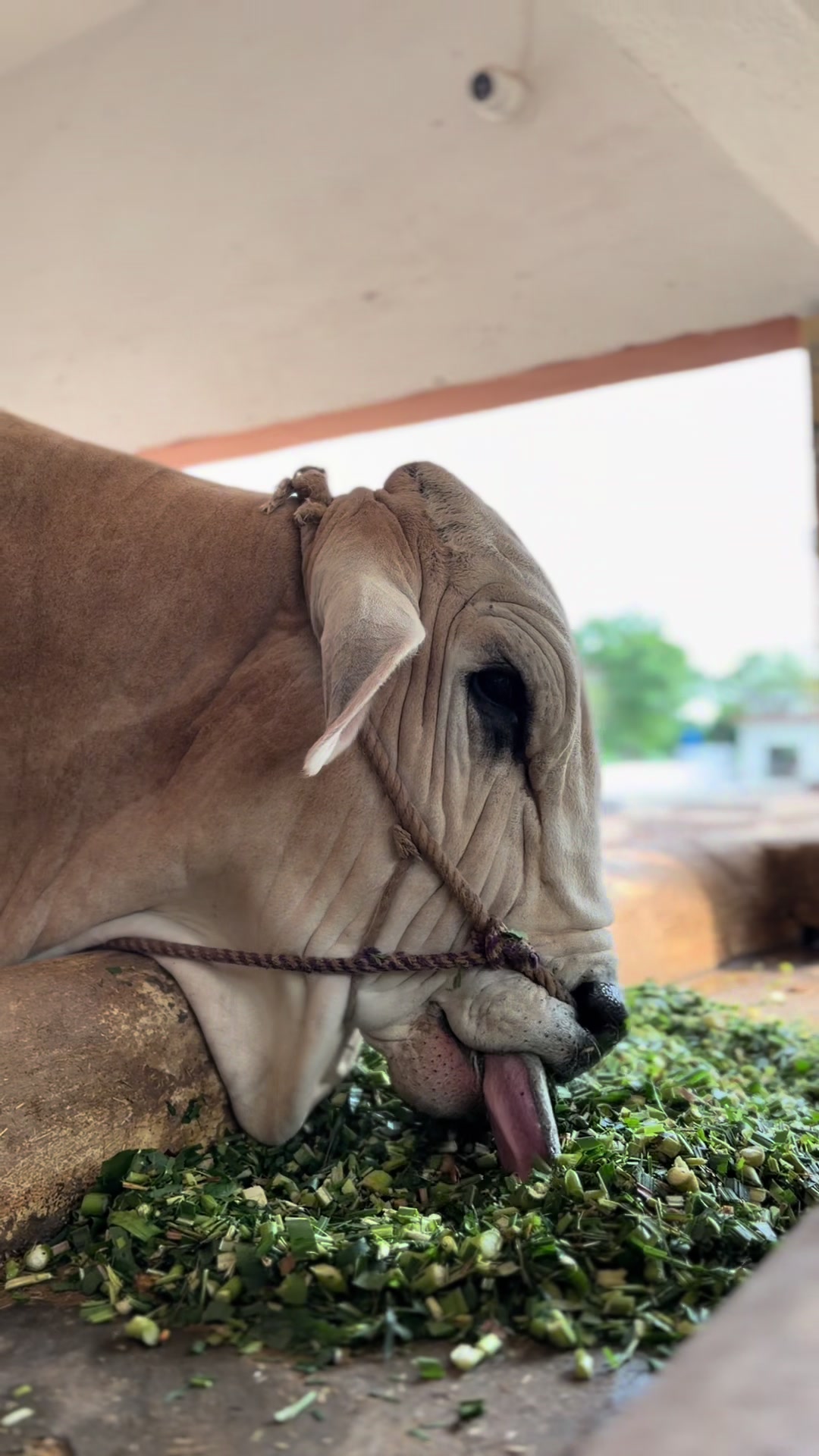 @Gulf Cattle Farm Official