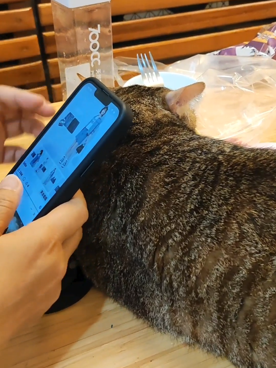 @三貓老爹