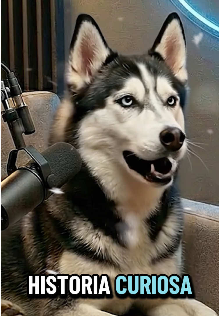 @ᴘᴀᴡ ᴄᴀꜱᴛ 🐾🎙️