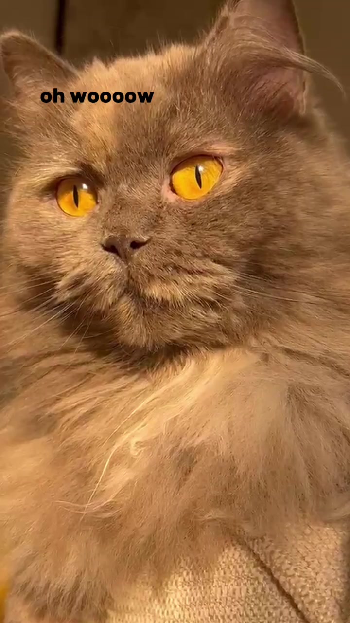 @Sᴀғɪʏʏᴀʜ DɪᴀʀɪᴇS🌍✈️