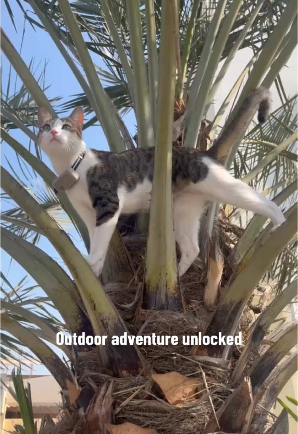 @Mahbooba The Cat