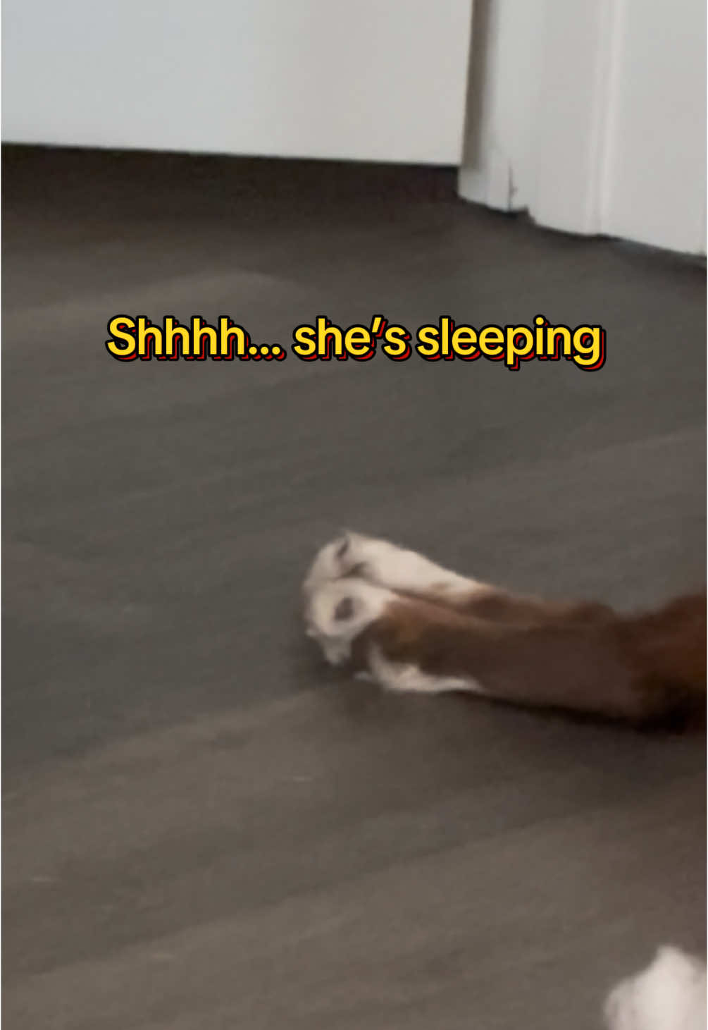@ShushuTravels