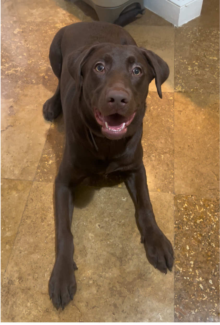 @Apollo the Choc Lab 🤎