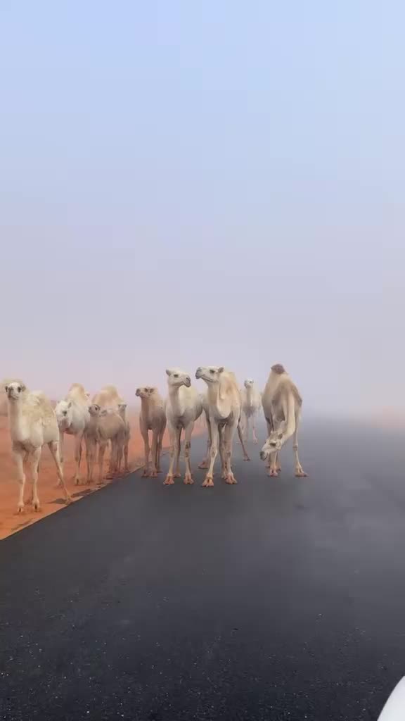 @كُاسه شاهيہ🫖