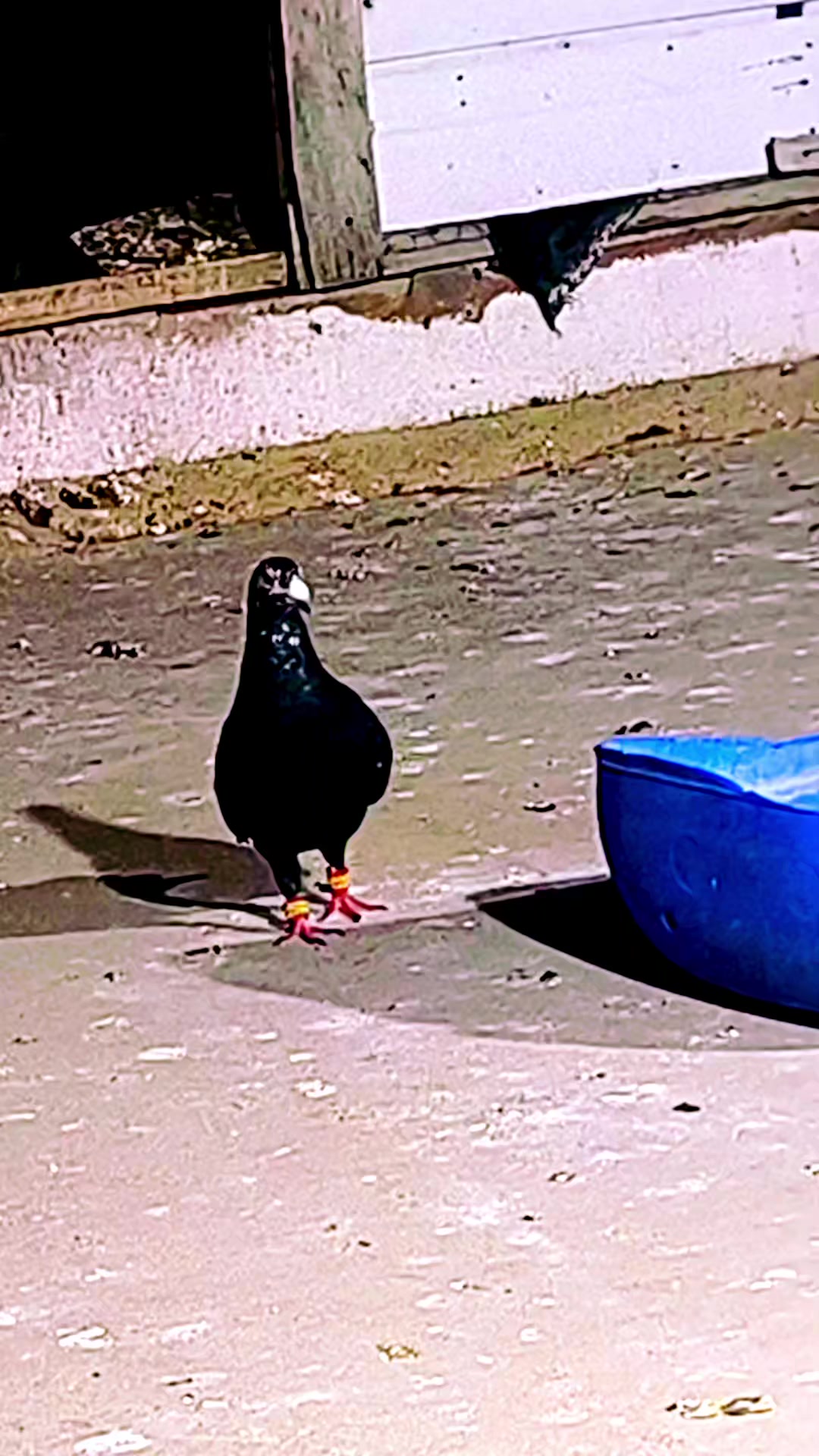 @Mustafaa Dolğun