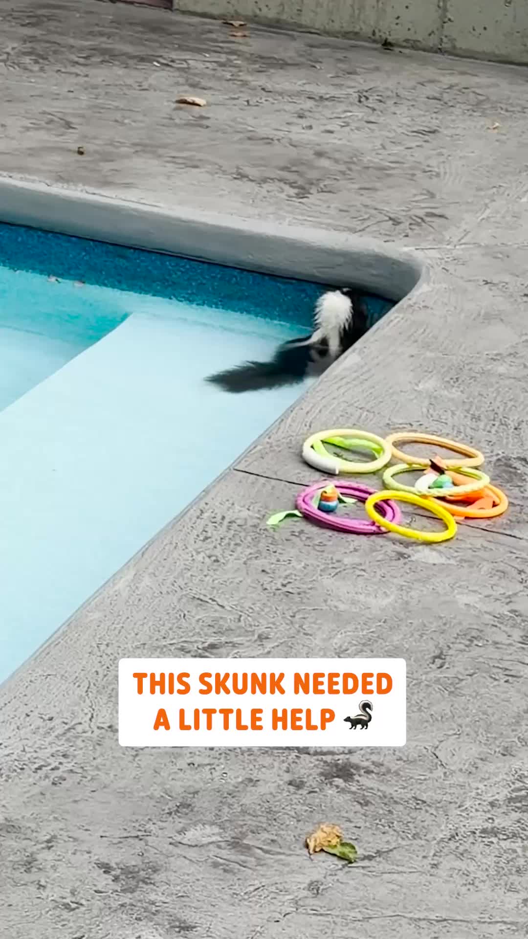 @Pawsome Pets