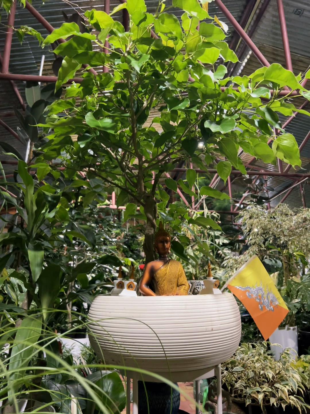 @Green Tara nursery(Nurseryman)