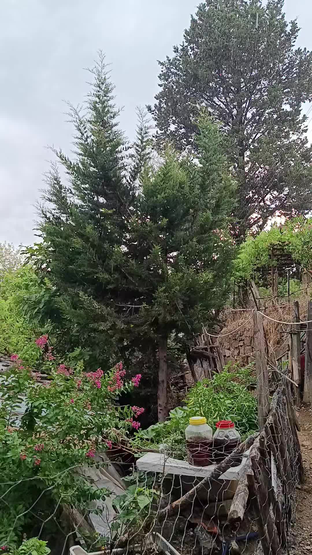 @aslsungur4