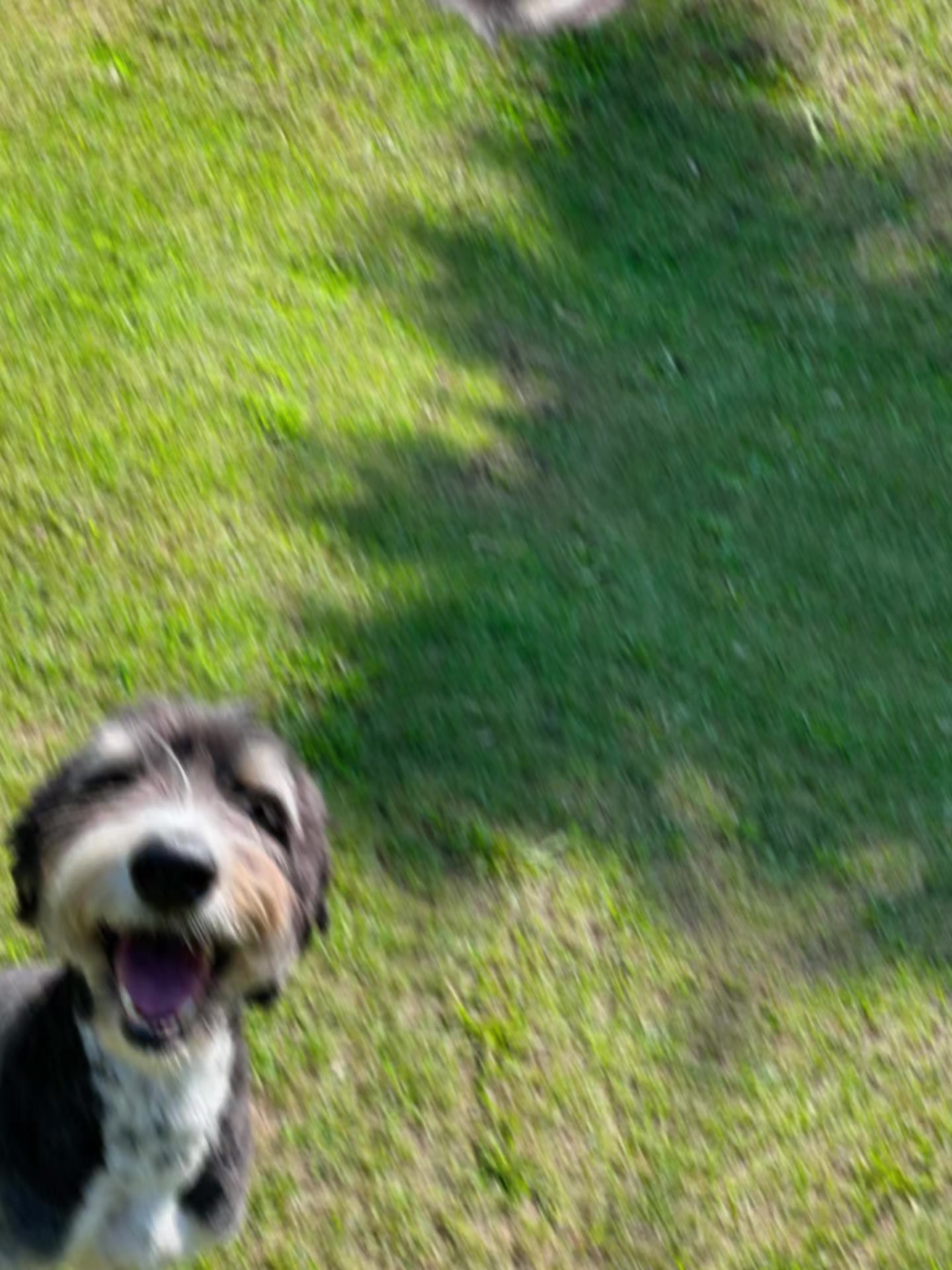 @Awesome Pawsome Ranch