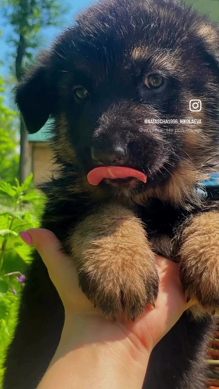 @Щеночки немецкой овчарки)))🐶