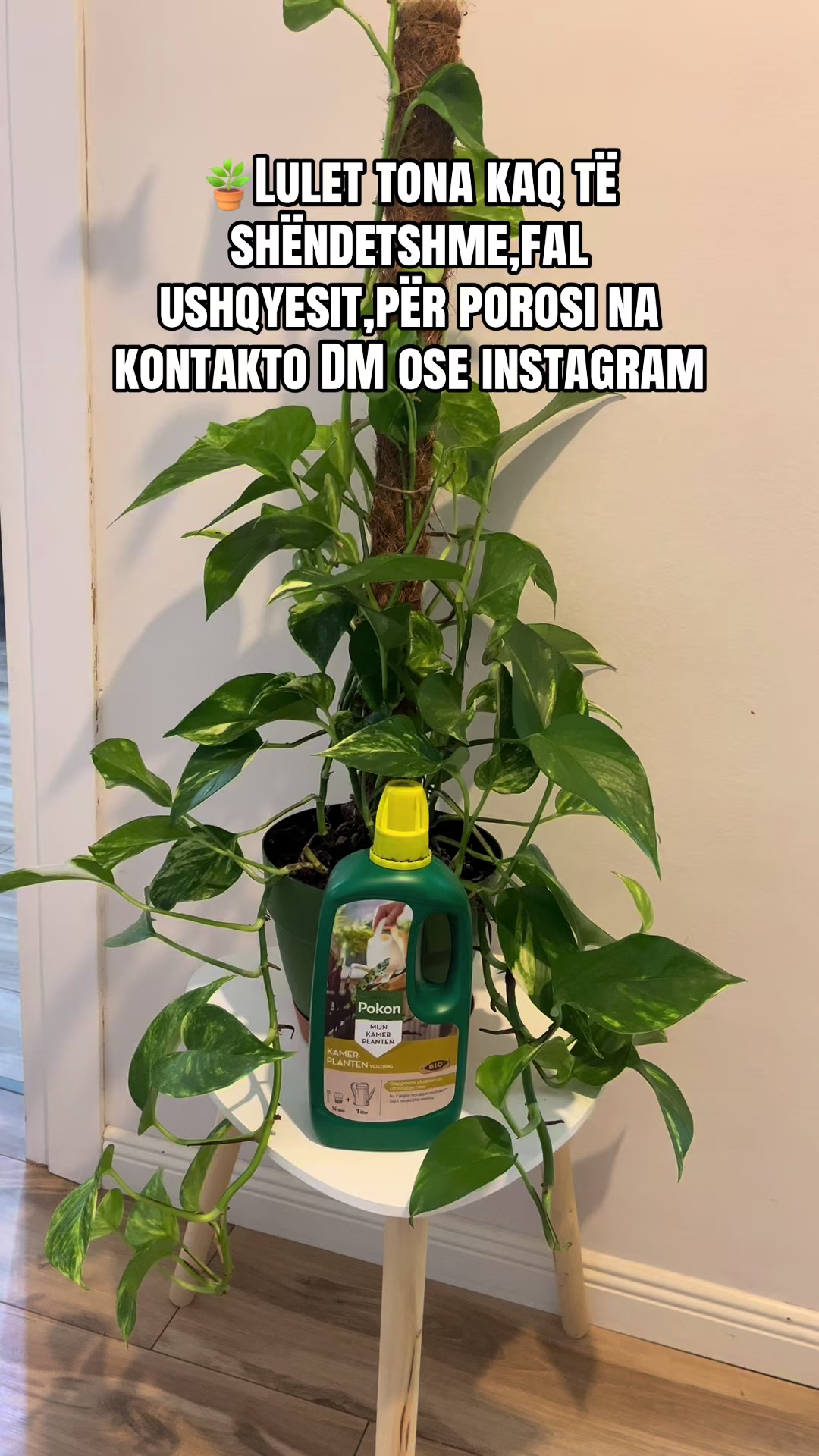 @Lule për ty