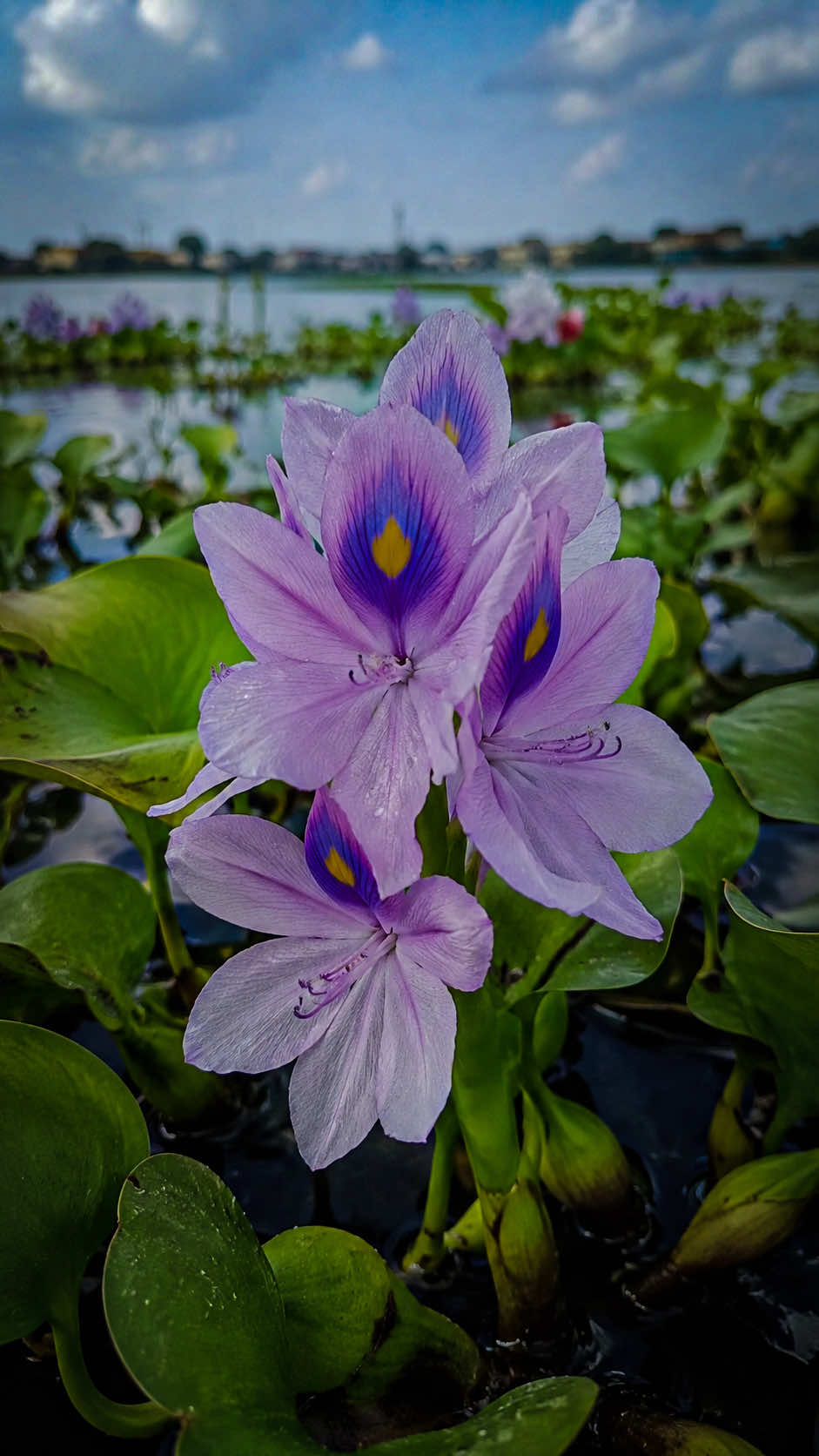 @𝑻𝒂̂𝒏 𝑻𝒉𝒊