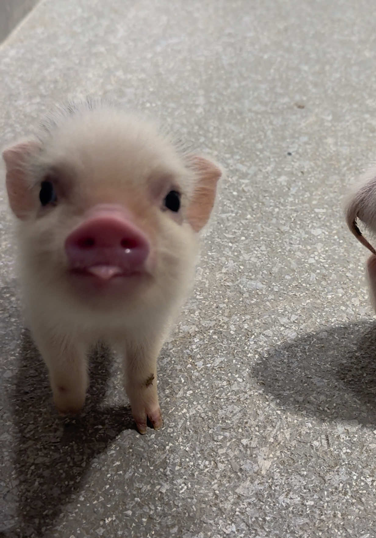 @pignic