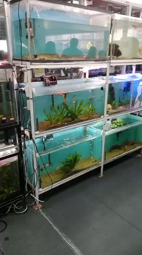 @Rodrigo EXOTIC AQUARIO