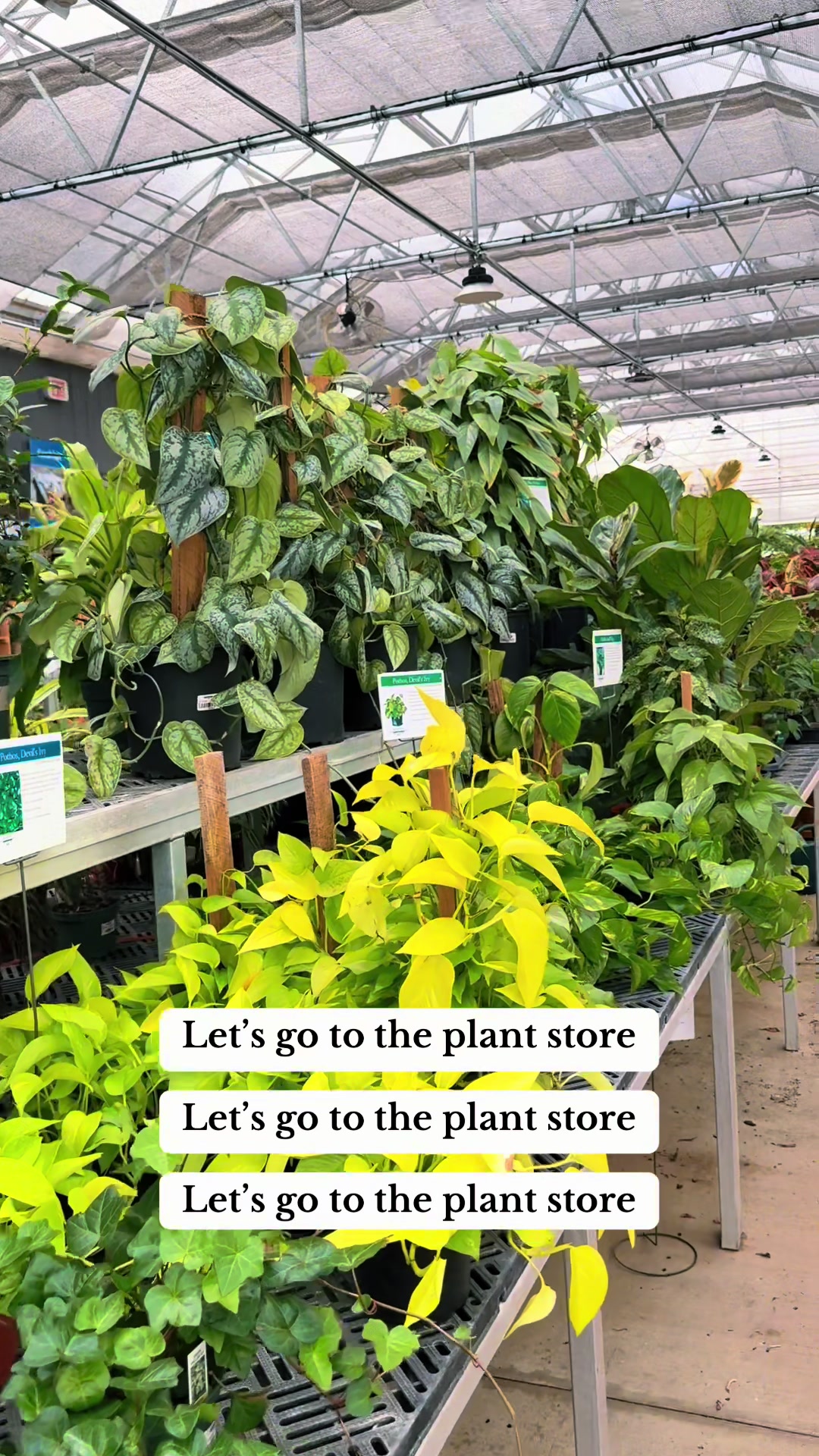 @Plant Girly 🪴
