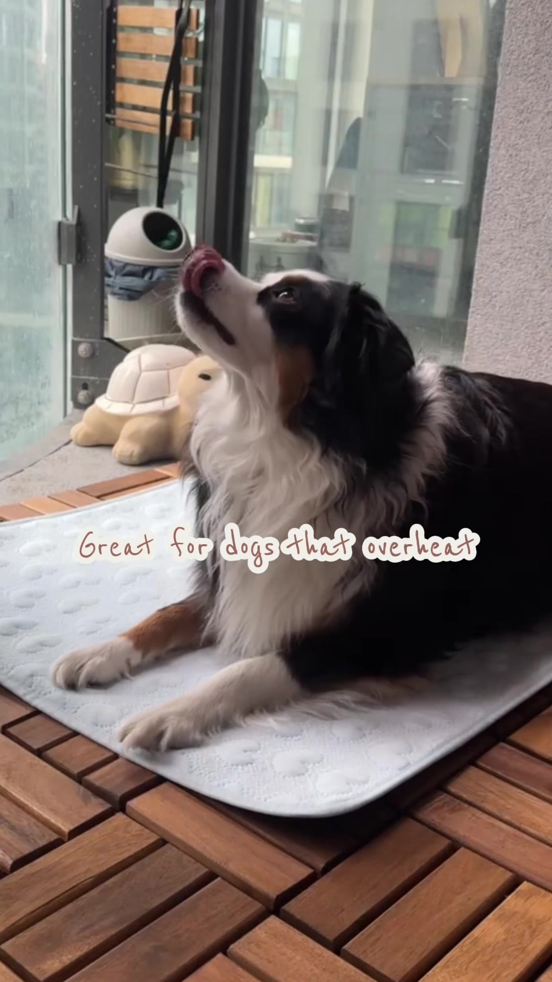 @Bonita.The.Mini.Aussie
