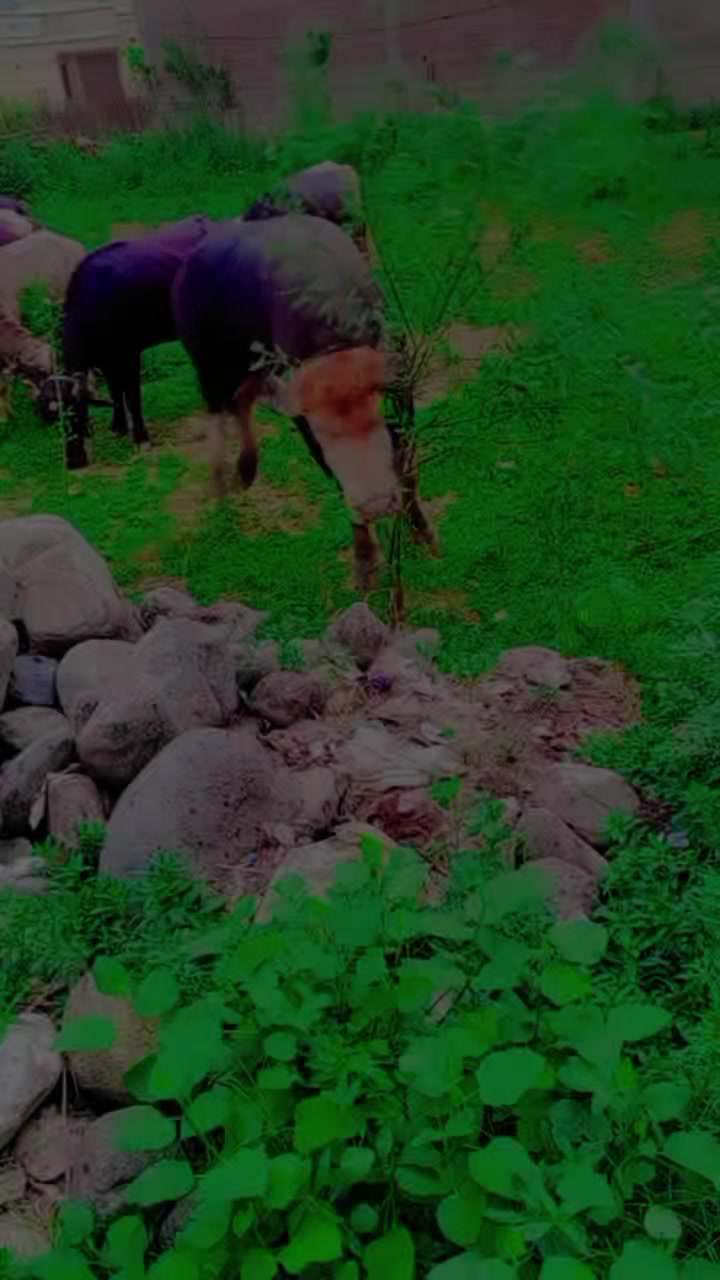 @ASAD Sarkar123