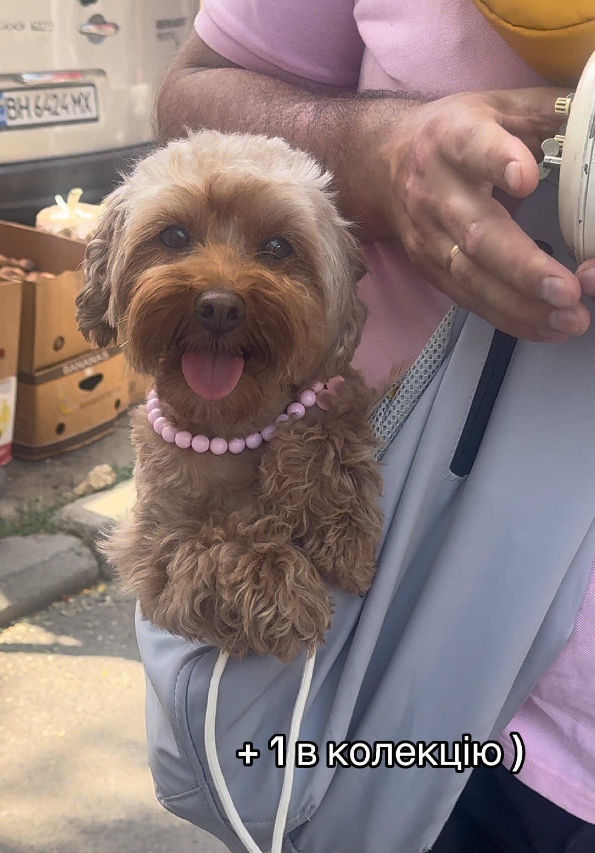 @Puppy’s Maltipoo Kiev