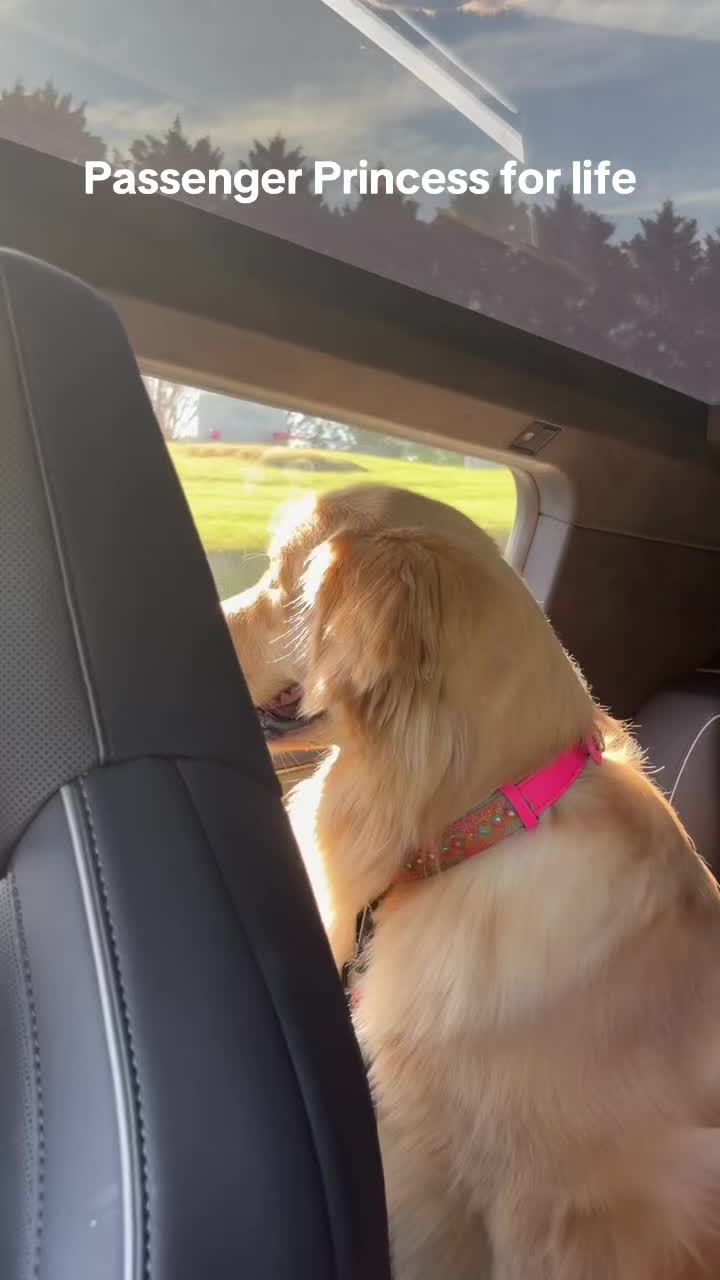@DogMomisms